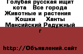 Голубая русская ищит кота - Все города Животные и растения » Кошки   . Ханты-Мансийский,Радужный г.